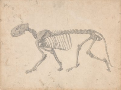 Vergelijkende anatomische expositie van de structuur van het menselijk lichaam met dat van een tijger door George Stubbs